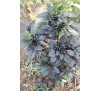 Насіння перцю гострого  декоративного  “Чорна перлина” (Capsicum annuum longum group ‘Black Pearl’)